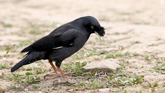 �˸���ȡʲô�����в��ˣ������ĳ���˸���ȡ���ִ�ȫ