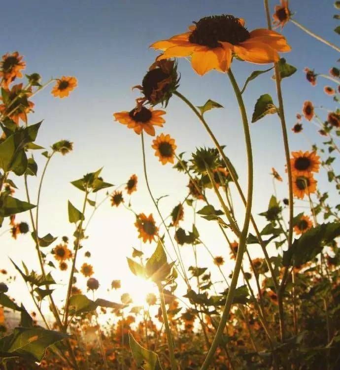 ����Ů�������ľ�ʫ������ ����Ů��������ʫ��Ψ��100��