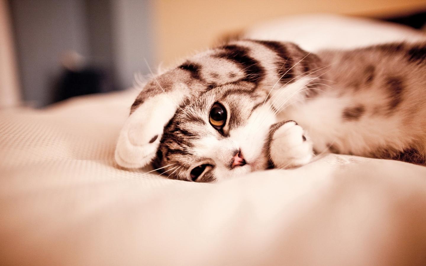 有创意的猫咪名字怎么取 给主人带来好运的猫名字好听又聚财