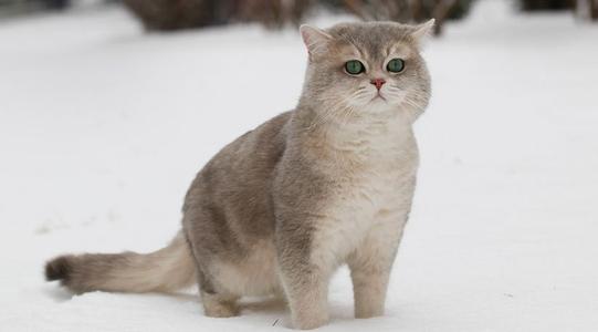 给小奶猫起好听萌名字,寓意好的宠物猫名字