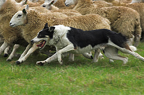 牧羊犬狗起什么名?牧羊犬霸气响亮顺口的名字大全通俗