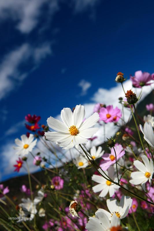 ����ȱ��������Ԣ��������ֵ� ����ȱ����к����ִ�ȫ