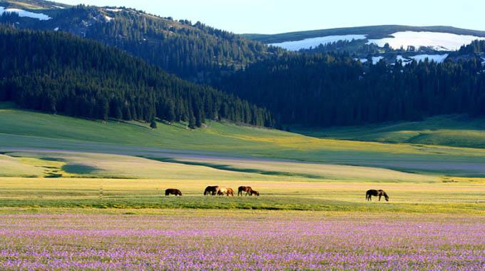 �����ֵ��к�����Ԣ��ò���  �������к���������100��