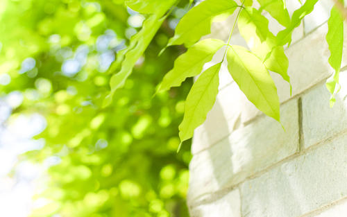 ľ���Ե����к������֣��к�ȱľ��Ԣ��õ���