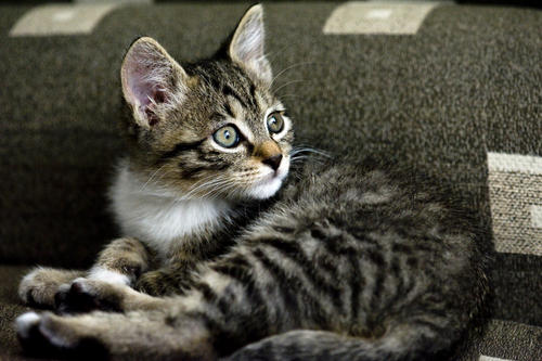 ��è��������ʲô��ɰ� �д���Ķ�һ�޶���è������