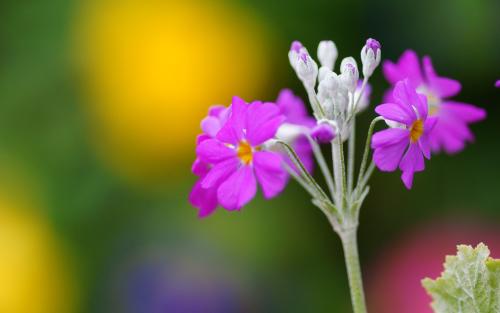 ţ����ȡ����ȫ2021��2021��ţ�к���������ִ�����