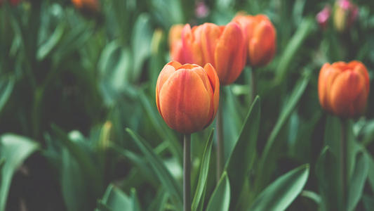 ţ��Ů������������ʱ�У�������ţ��Ů��������