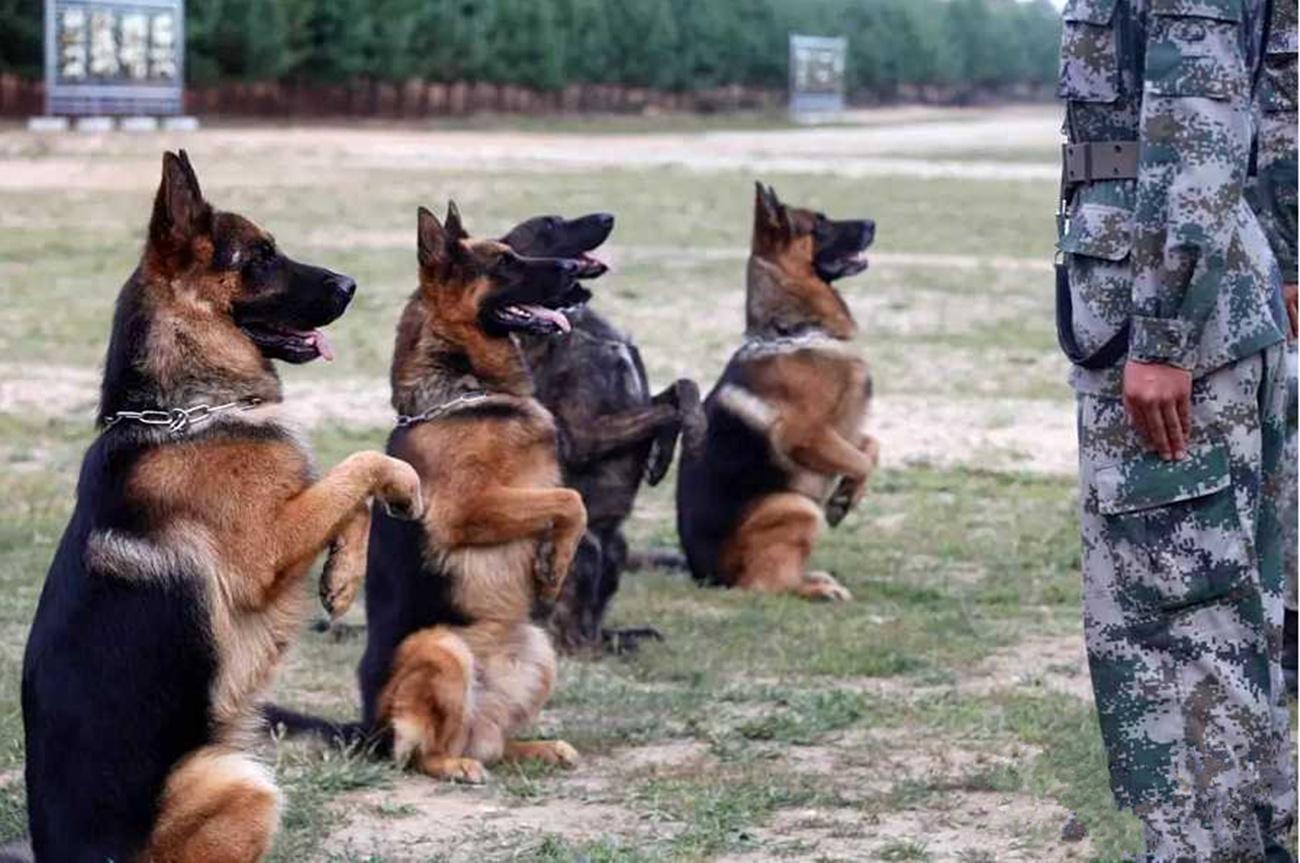 适合警犬取什么名字?好听洋气的军犬霸气名字大全
