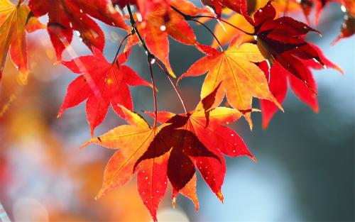 �����к����ִ�ȫ���������� ʫ�������к������к�������