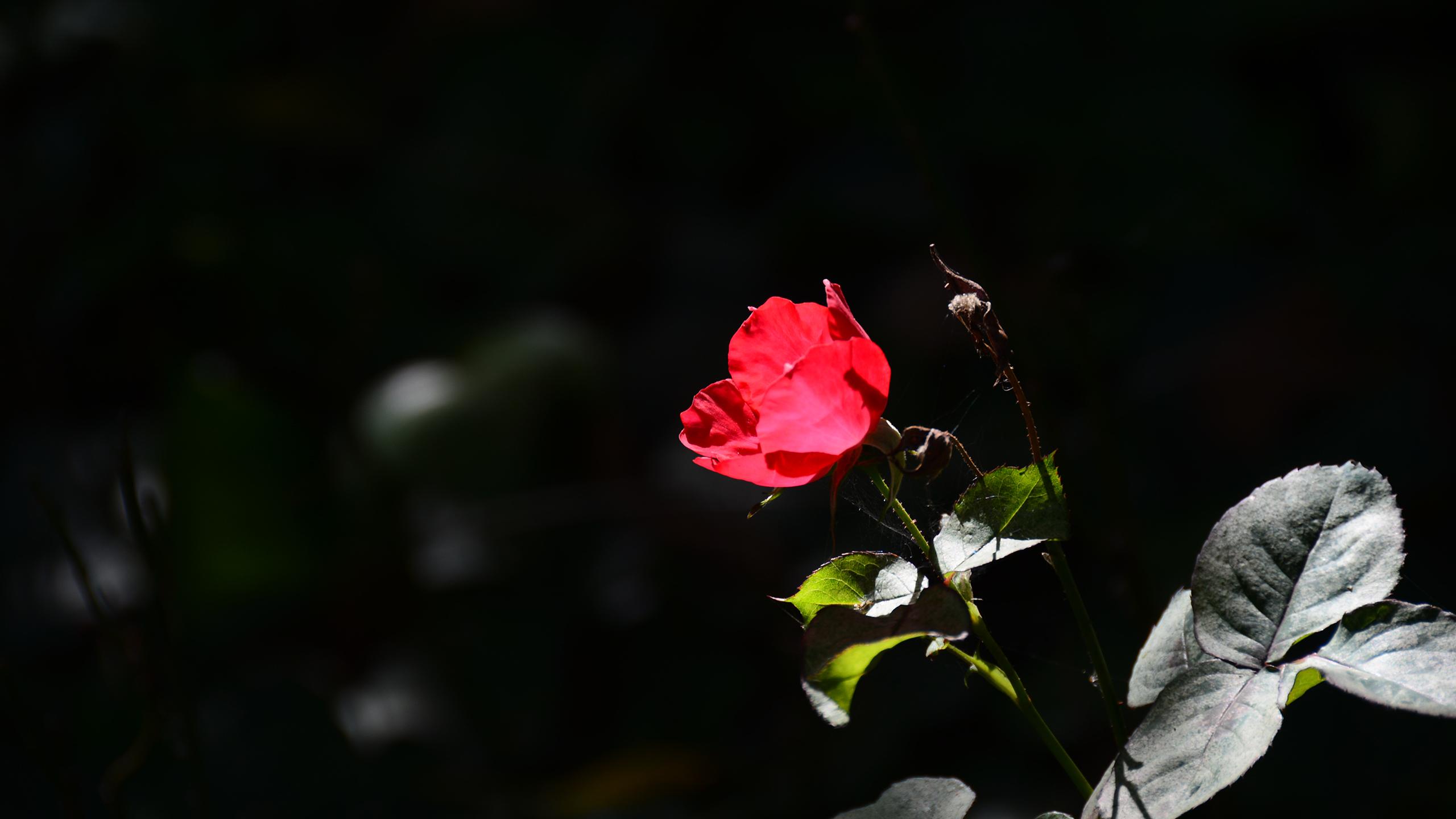 �����к�ȡ��Ҫ�������к����������� �����к�ȡ����ȫ