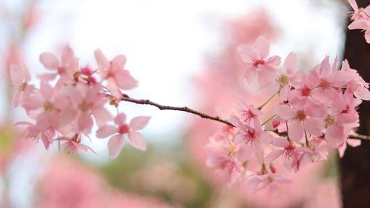 ��˳�ڵ�Ů�����֣�Ů�����ֺ�д������