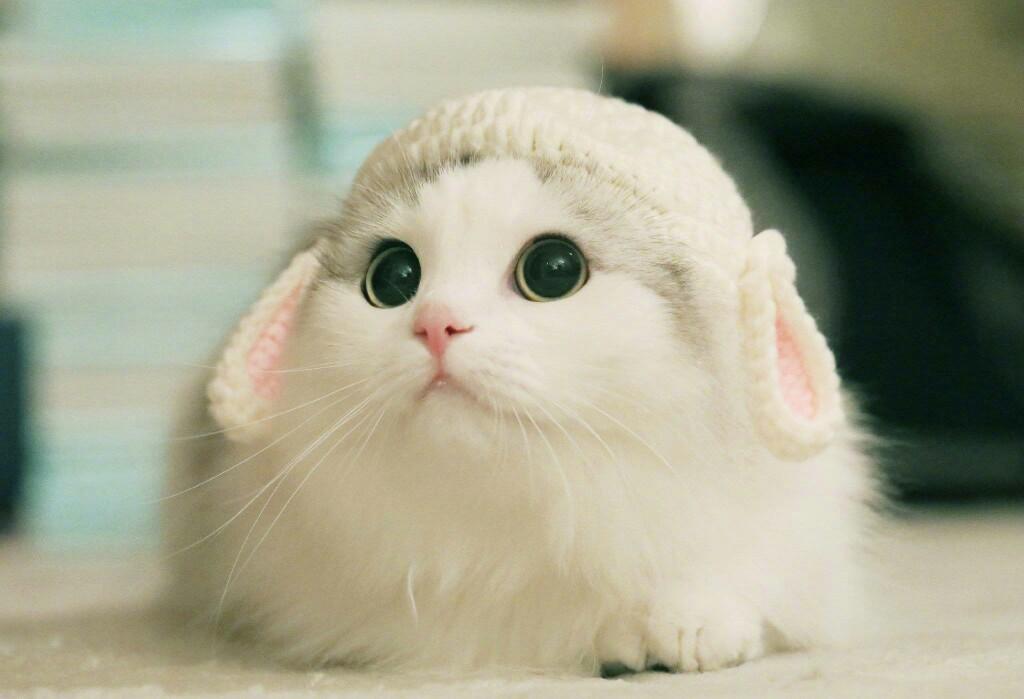 Сè������ô��ȽϿɰ���������һ���Сè���ִ�ȫ��