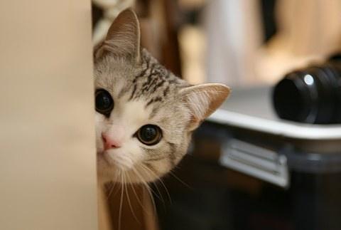 è�����ִ�ȫ�ɰ� è�������𷨹��ɾ�������������