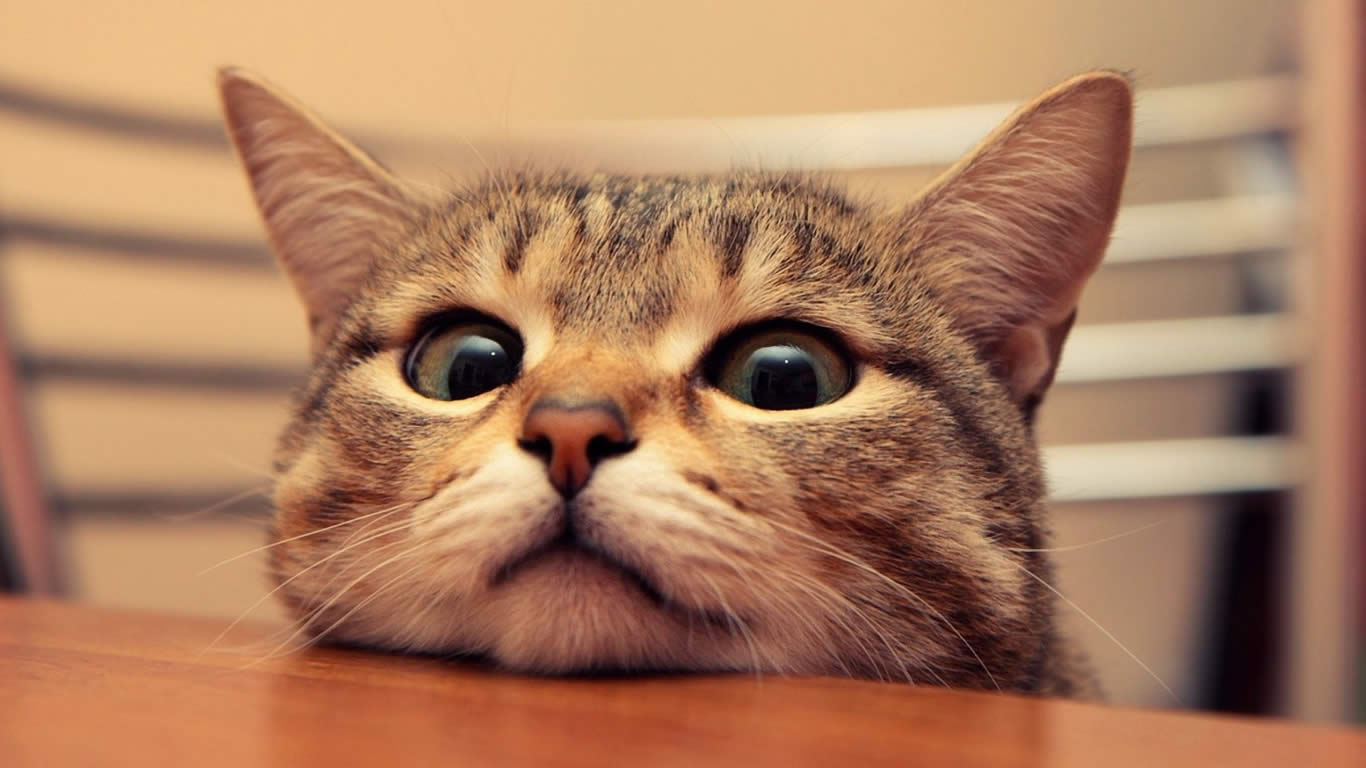 è������ֶ��ؿɰ���ȫ �������׿ɰ�è������