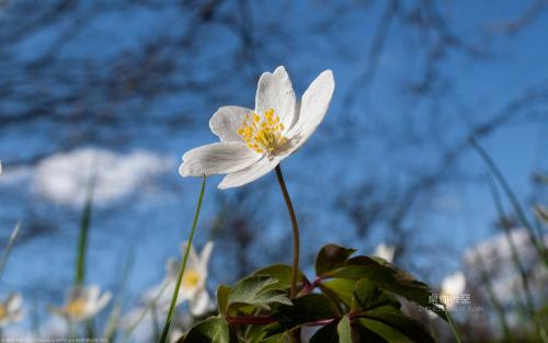 ����Ů��������˳�ں��������ռ��ֺ���������