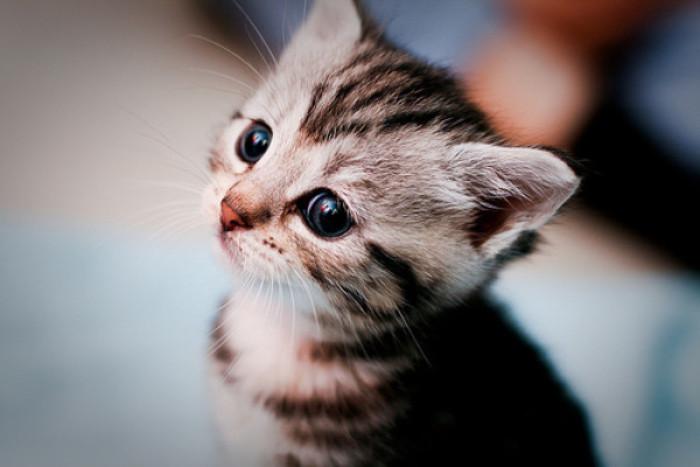 有创意可爱的猫咪名字大全!独一无二的猫咪名字推荐!