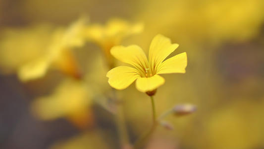 Ů����ȱ����ʲô�ֺã�ȱ��Ԣ���ֺõ�Ů������