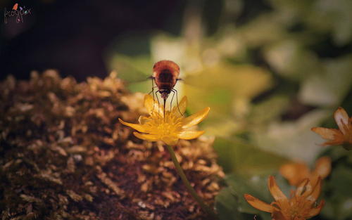 �к��������Ӣ����������Ԣ��õ�Ӣ������