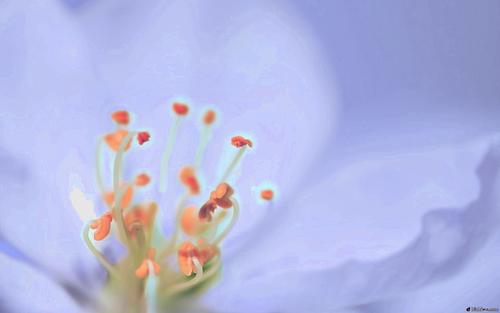 Ů���ӹ����ľ������֣��ľ����ŵ�Ů����������