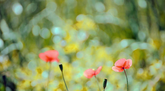 �������ֵ�Ԣ����ʲô������ȡ�����ĸ��ִ����