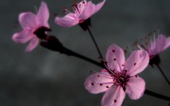 兮字取名寓意好吗含义解析!带兮字的古风