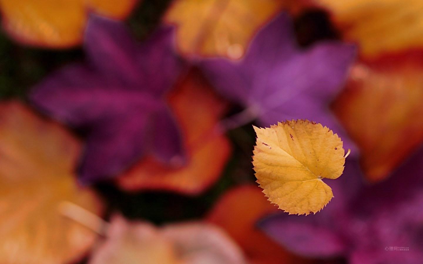 �ʺ��б���������Ԣ��õ��ּ�Ԣ�� �б��������ֺ�����˧��