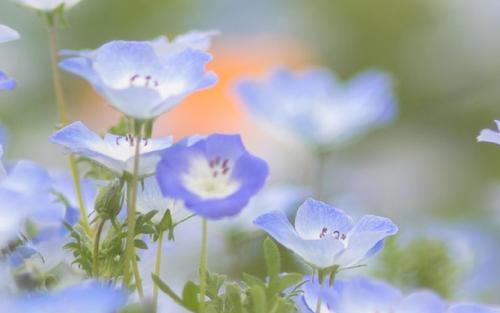 ��ʫ�������ŵ�Ů�����֣��Ƚ���Ԣ���Ů�����ִ�����