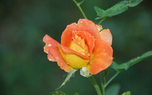 ����Ů��Ư���к��������֣�100�ֵ�����Ů�����ִ�ȫ