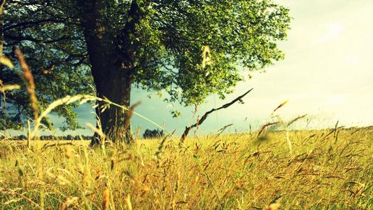 ʫ�������µ��ŵ��������֣������ʫ�����к�ȡ��