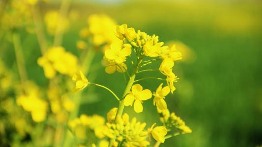 ��������˳���к����ִ����ͣ��ոߵ��к����ִ�ȫ