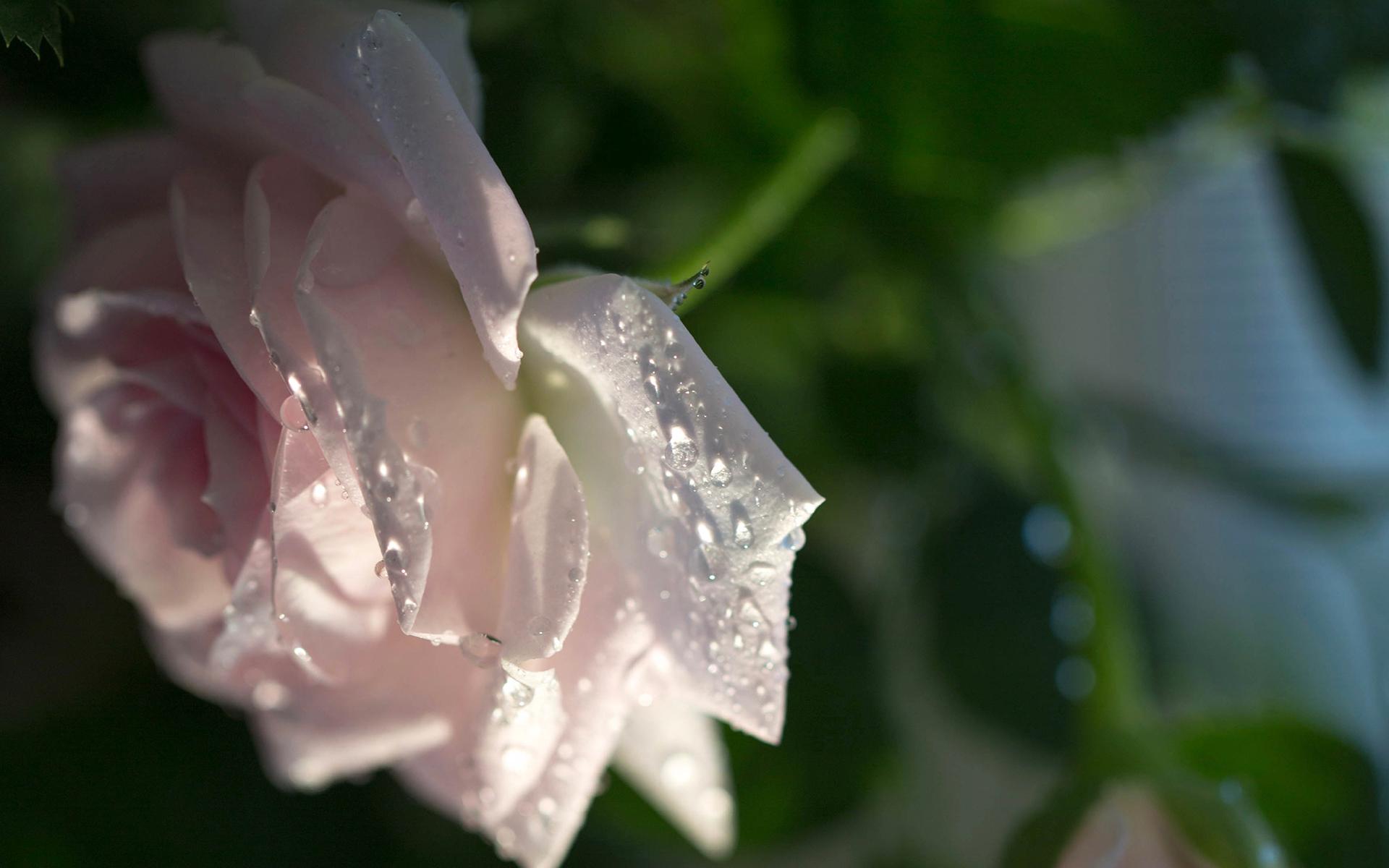 ȱ��������к���ôȡ���ּ��� ����ȱ��������Ԣ������ִ�ȫ