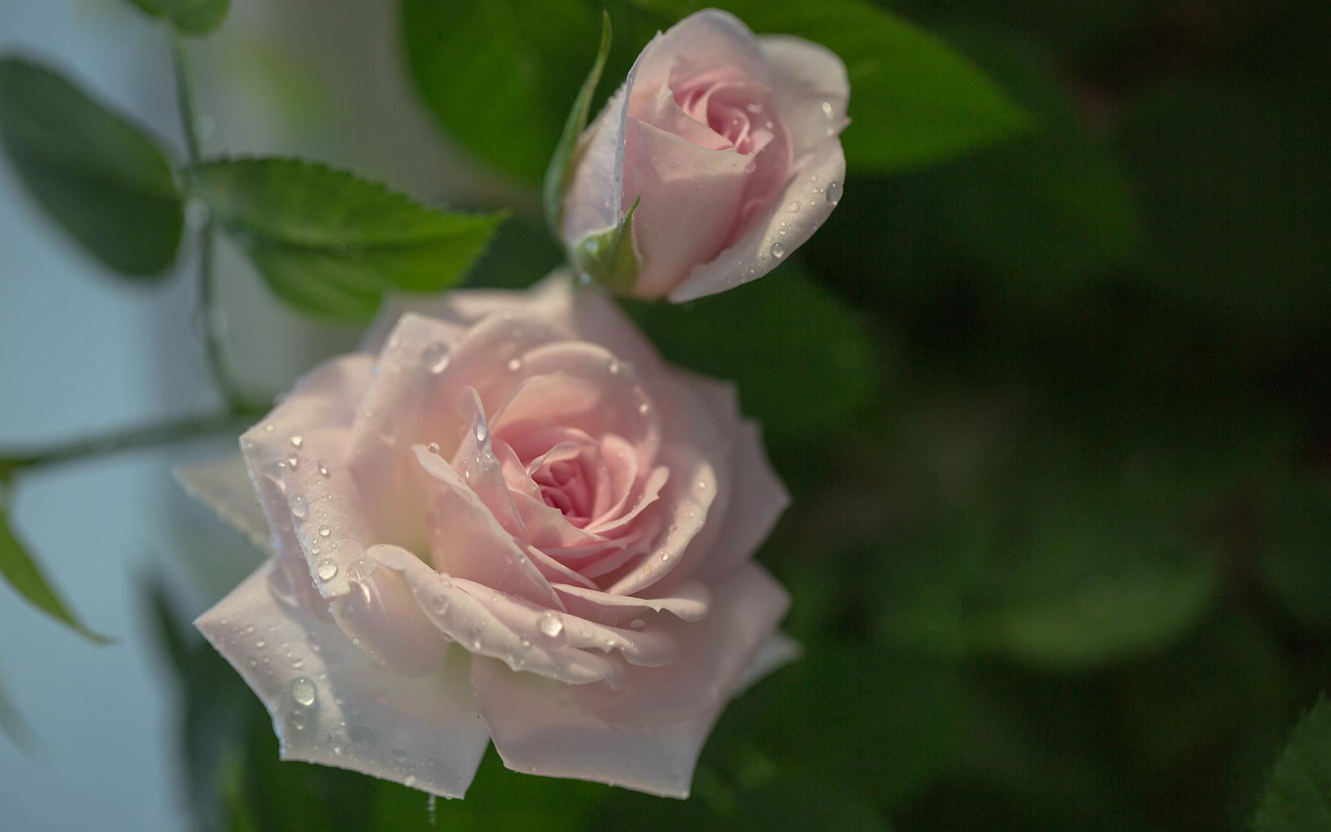 ����Ů���Ķ��غ���˳�ڵ����� ����Ů�������ִ�ȫ