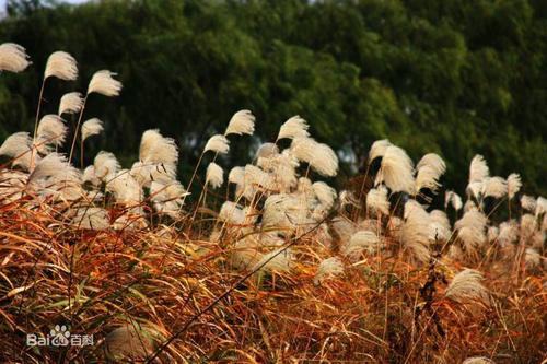 ݶ��ȡ��Ԣ��ò��ã�Ů����ݶ�ֵ����ִ�ȫ