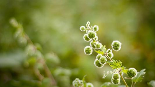 �ճ�Ů���������Ŵ���100�� �ճ�Ů�����µĶ��غ�����