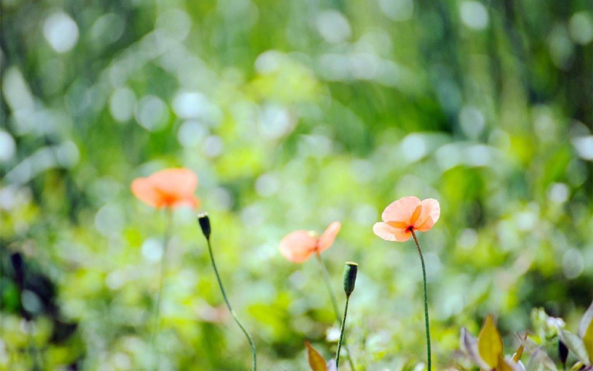 ���ȡ��Ԣ��ò�����ϸ���� ����ֵ�Ů���������־�ѡ