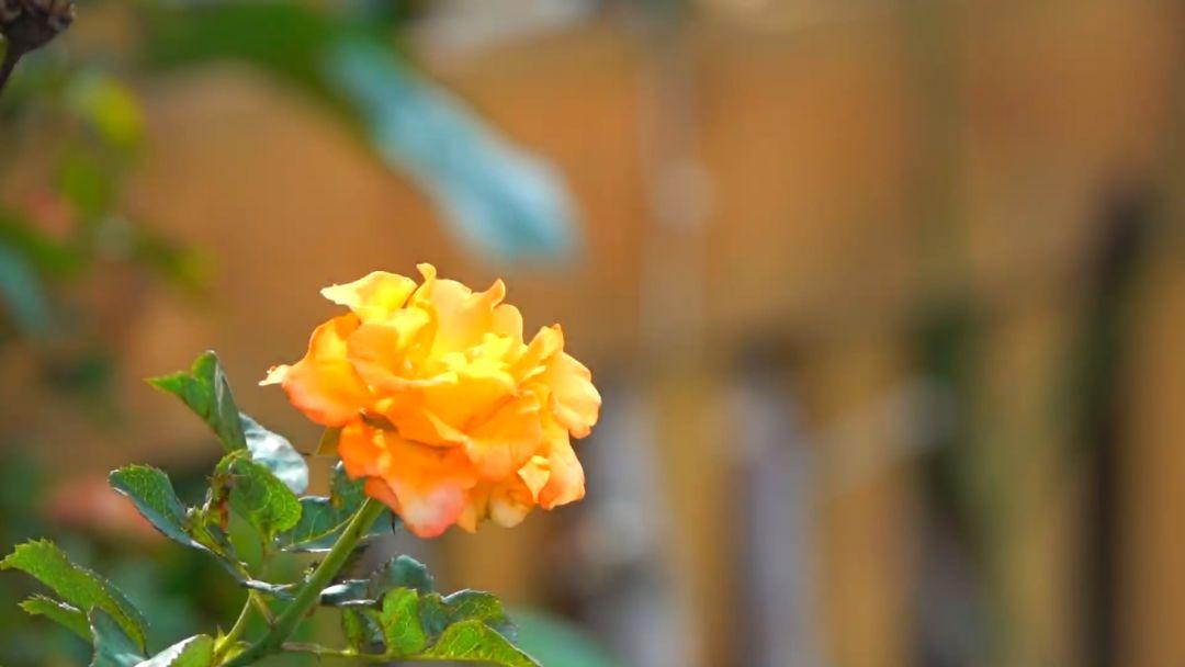 ʫ���е�Ů���鶯����ţ���� ����ʫ����õ�Ů�����ִ�ȫ