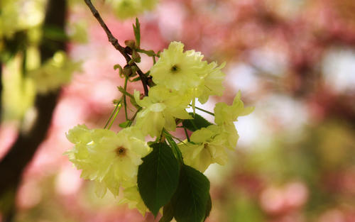  ܰ�����ʲô�ֺ���Ů���ã���ܰ100�ֵ�Ů�����־�ѡ