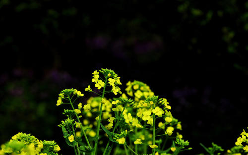 ��л���к���ʲô���ֺã�л�պ����������к�����