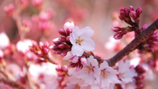 ��л��ʫ���Ů�����ּ����ͣ�л��Ů��ȡ����ȫ	