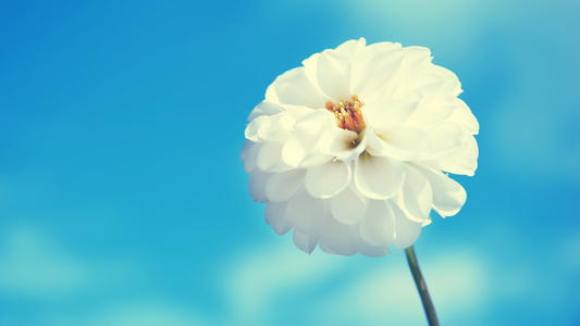 ����ȡ��Ԣ�⼰������ϸ���� ����ȡ��Ԣ���Ů�����ִ�ȫ