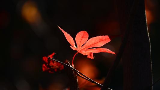 ����Ƚ���Ԣ����к����֣������к�100�ֵ�����