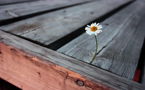 Ҷ���к������к��������֣�Ҷ��100���к����ִ�ȫ