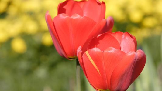 ������ʫ���Ů�������ִ����ͣ��պ���Ԣ���Ů������