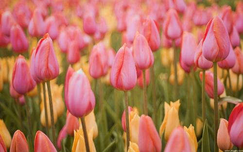 �������к�ȡʲô���ֺã������к������к���������