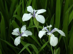 ����ȡ������˼��ʲôԢ���������ȡ��Ů�����ִ�ȫ