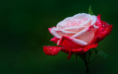 �к�ȱľȡʲô���ֱȽϺ� ����ȱľ100���к����ִ�ȫ