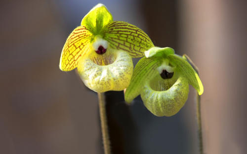 л��Ů�����ֺ�����Ԣ�⣬������޵�л��Ů������