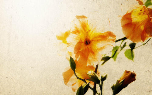 ���ձȽ�ʫ��Ů�����ִ����ͣ�����Ψ���ֺ�����Ů������