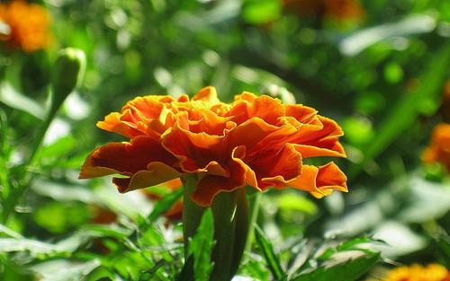 ʫ����СŮ��Ԣ��õ����ִ����ͣ�ʫ�����ʺ�Ů���ӵ�����