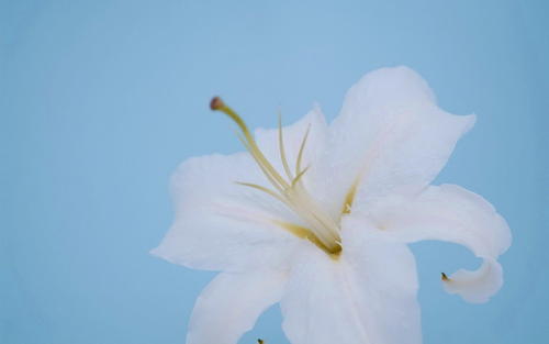 �����������ŷ�Ů���ֶ����� ���йŷ���ϵ�����Ů��ȫ